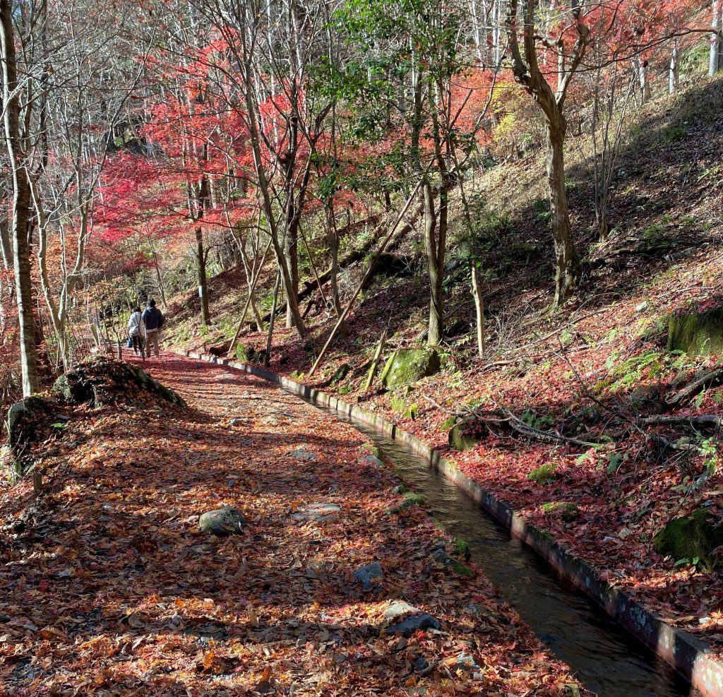 遊歩道用水沿い